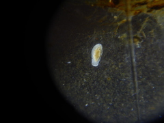 Macrostomum