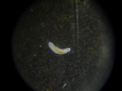Macrostomum