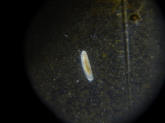 Macrostomum