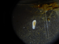 Macrostomum