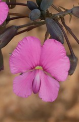 Gompholobium venustum