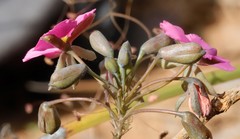 Gompholobium venustum