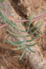 Gompholobium venustum