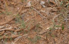 Gompholobium venustum