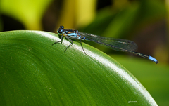 Cyanallagma bonariense