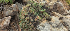 Ericameria cuneata macrocephala