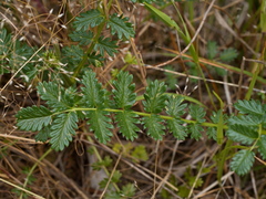Acaena ovina