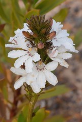 Goodenia scapigera