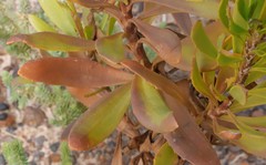 Goodenia scapigera