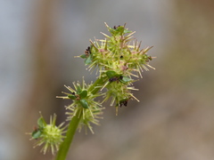 Acaena ovina