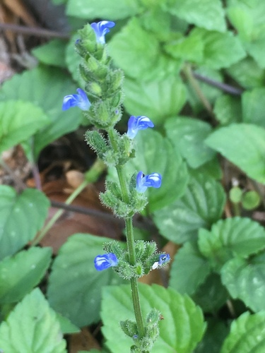 Salvia occidentalis Sw.