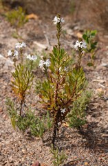 Goodenia scapigera