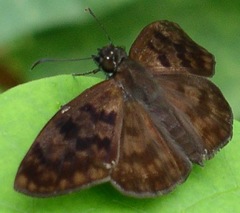 Anastrus sempiternus