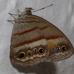 Cissia pseudoconfusa