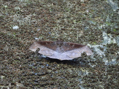 Ischyja manlia
