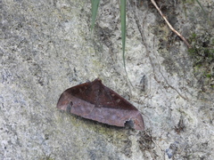 Ischyja manlia