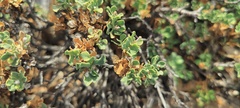 Ericameria cuneata macrocephala