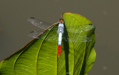 Planiplax erythropyga