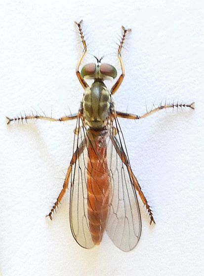 Red-tailed Plumetop