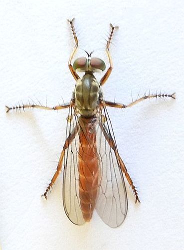 Red-tailed Plumetop