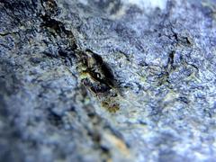 Trichadenotecnum alexanderae