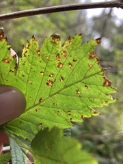 Sphaerulina westendorpii