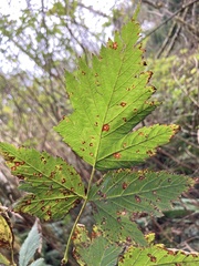 Sphaerulina westendorpii