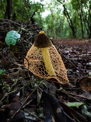 Phallus haitangensis