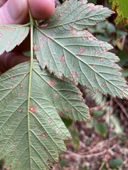 Sphaerulina westendorpii