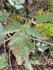 Sphaerulina westendorpii