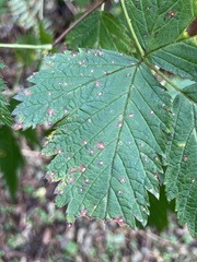 Sphaerulina westendorpii