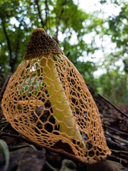Phallus haitangensis