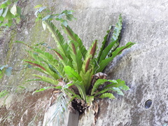 Asplenium setoi