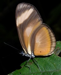 Eueides olympia lybioides