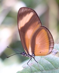 Eueides olympia lybioides