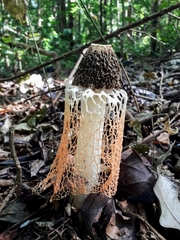 Phallus haitangensis