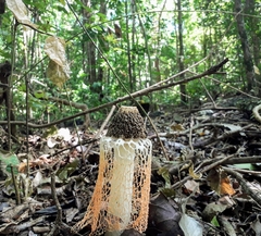 Phallus haitangensis
