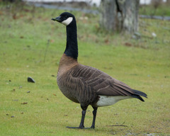 Branta canadensis occidentalis
