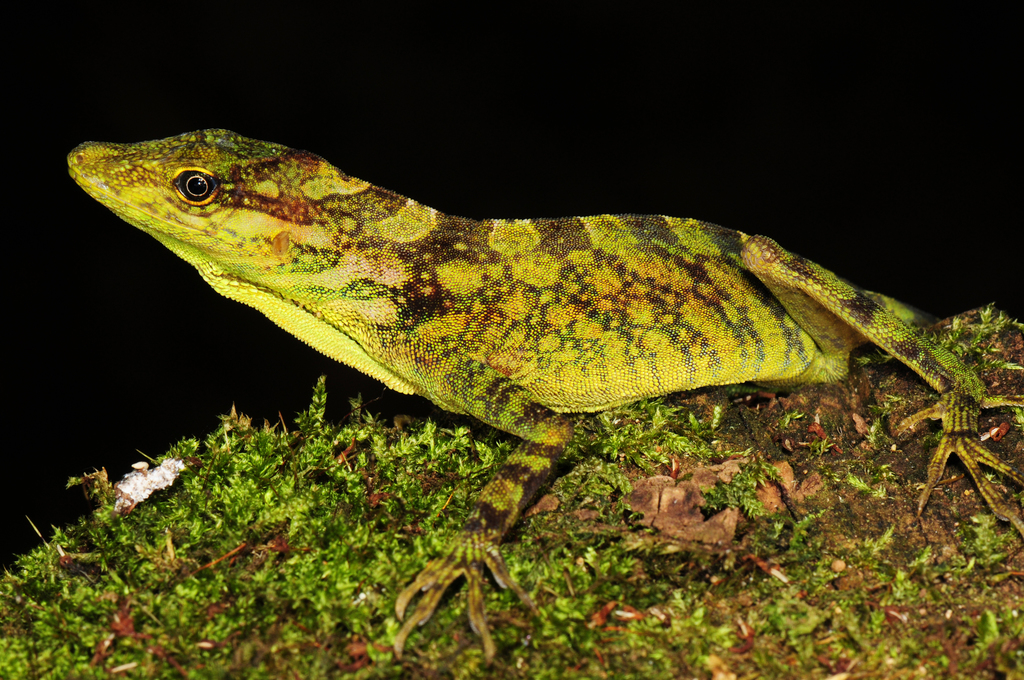 Fitch's Anole