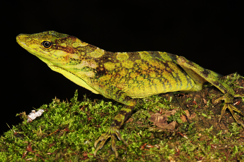 Fitch's Anole