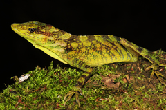 Anolis fitchi