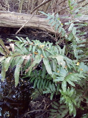 Blechnum chilense