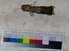 Lysiosquillina maculata