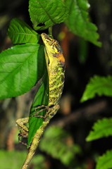 Anolis fitchi