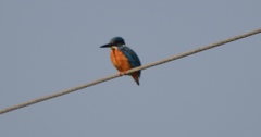 Alcedo atthis