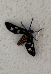 Amata passalis