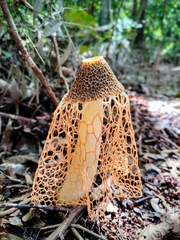 Phallus haitangensis
