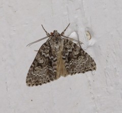 Acronicta fragilis