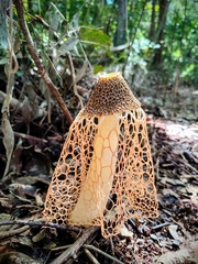 Phallus haitangensis