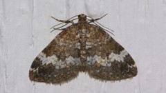 Perizoma alchemillata